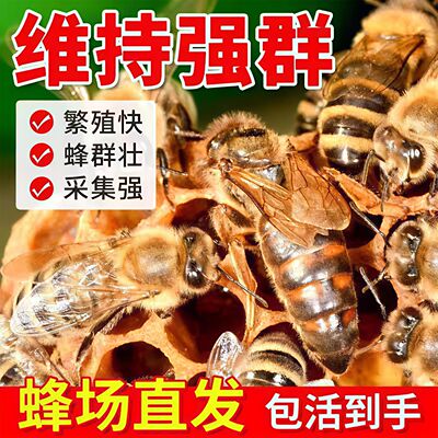 意蜂蜂王出售蜂群种王高产王喀尔巴阡产卵王生产王密王浆型产子王