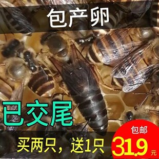 四川阿坝中蜂王交尾蜂王开产王种王爆产王广西蜂王中蜂产卵王