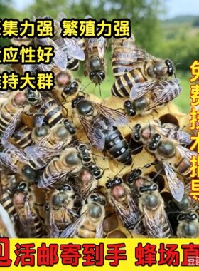中蜂蜂王优质高产种王蜜蜂强群产卵王双色杂交交尾阿坝黑色开产王