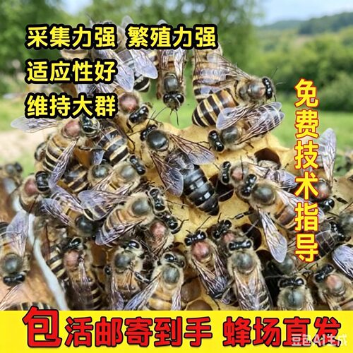 中蜂蜂王优质高产种王蜜蜂强群产卵王双色杂交交尾阿坝黑色开产王
