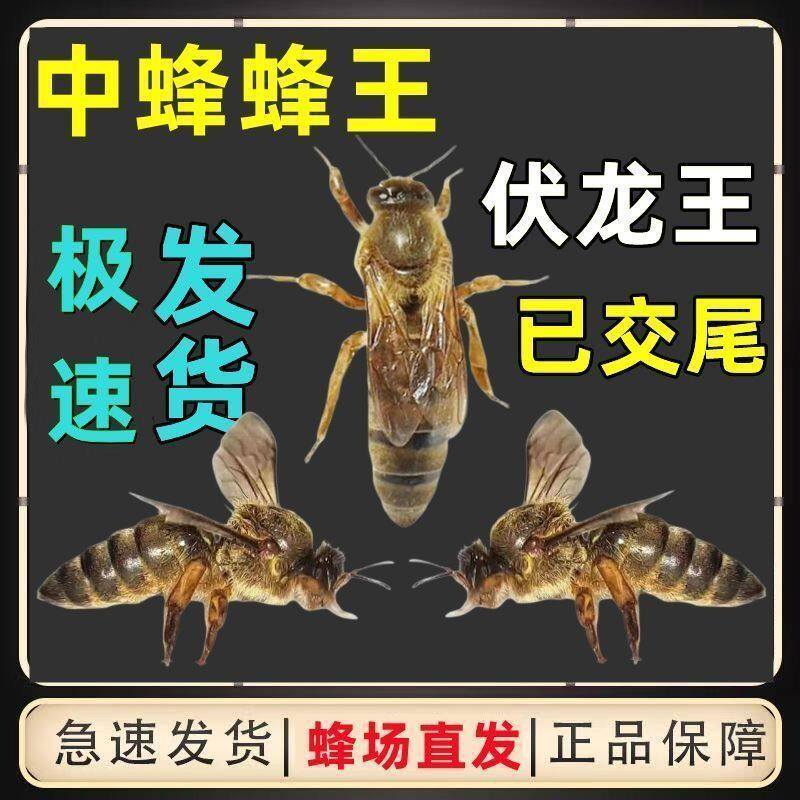 【精选幼虫】中蜂蜂王蜜蜂蜂王四川阿坝杂交天柱产卵开产新开产王