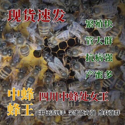 四川阿坝中蜂王原种蜂王优质中蜂王蜜蜂种王高产火炉蜂王大麻蜂王