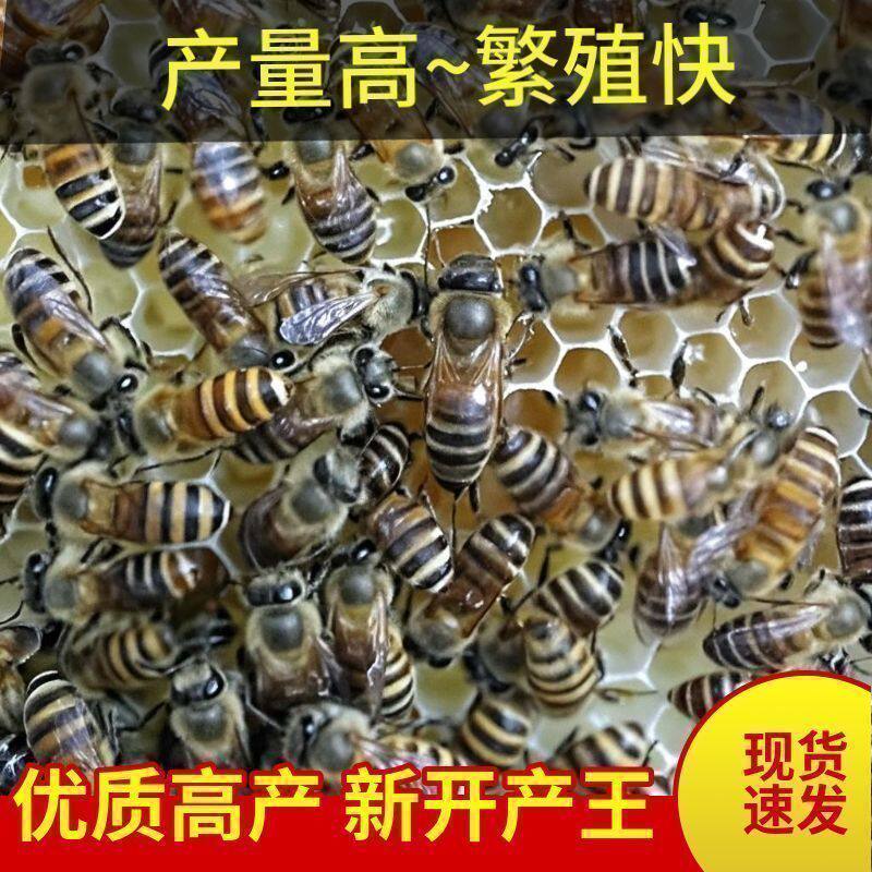 快速繁殖中蜂蜂王种王良种高产蜜优良蜂王伏牛产卵王中蜂开产王纯