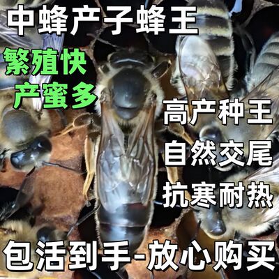 蜜蜂活群带王阿坝中蜂活体脾蜂群蜂王中蜂中强群优质带子开产王
