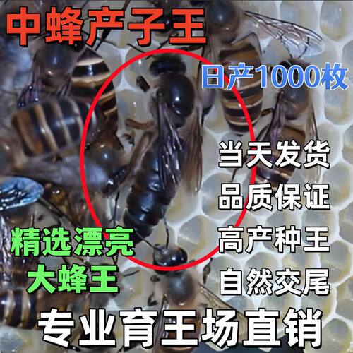 中蜂蜂王活体优质双色杂交阿坝红环天柱黑背广东本地土蜂开产王