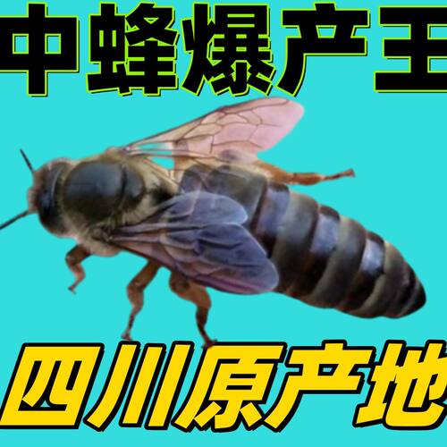 【四川中蜂蜂王种王优质种中华人工蜜蜂王活体产卵王杂交开产王】