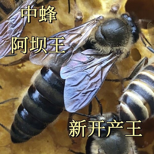 中蜂王开产王 优质中蜂王已交尾 阿坝王 双色王  包活到手