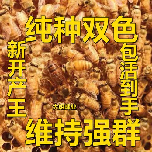 广西中蜂开产种王双色王蜜蜂仓蜂王火炉阿坝红背纯种产卵黑王活体