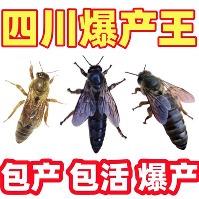 中蜂中蜂产卵王中华蜂王种王中蜂王中蜂黄金王野生成熟四川交尾王
