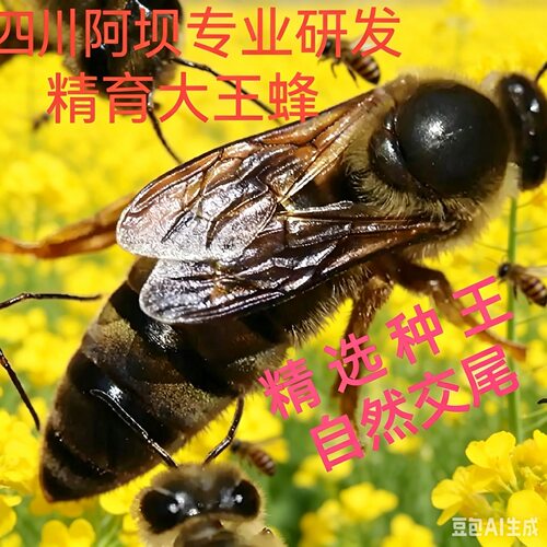 【优质中蜂蜂王】新款产卵蜂王开产蜂王大蜂王双色高产蜜蜂王正品