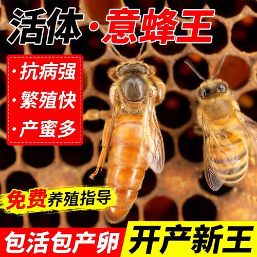意蜂蜂出售意蜂王交尾王意蜂蜂王生产王产卵王蜜浆型意蜂产子王脾