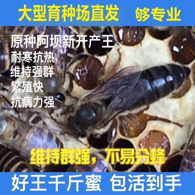 四川阿坝开产王优质王中蜂蜂王高产新开产卵王种王土蜂交尾阿坝王