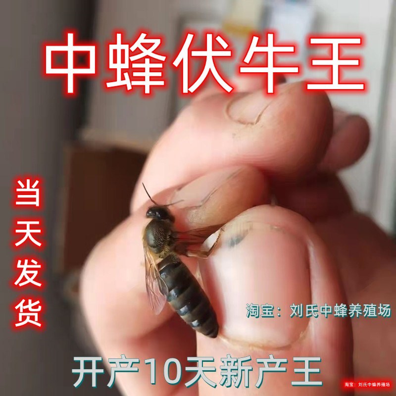 广西优质中蜂蜂王土蜂活体双色杂交阿坝红环天柱黑背伏牛种王中蜂