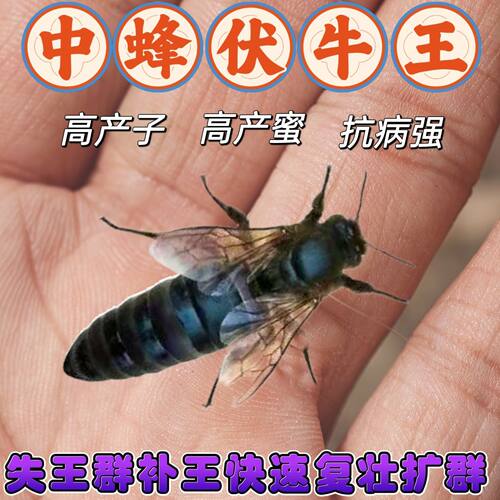 【中蜂王】中蜂蜂王中华蜜蜂金环人工野外活物活的整箱食用优质