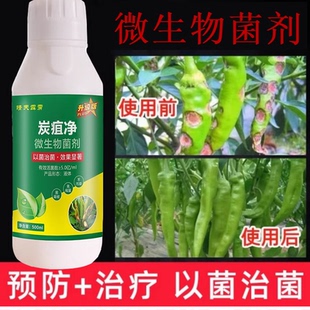 炭疽病葡萄番茄辣椒柑橘火龙果柚子草莓微生物杀菌剂炭疽病杀菌剂