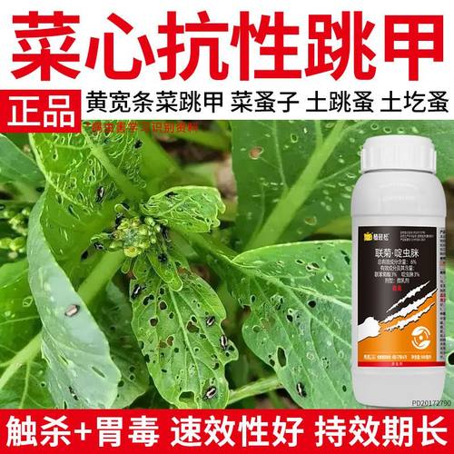 菜心跳甲药联菊啶虫脒黄条白粉虱跳蚤抗性跳甲农药杀虫剂