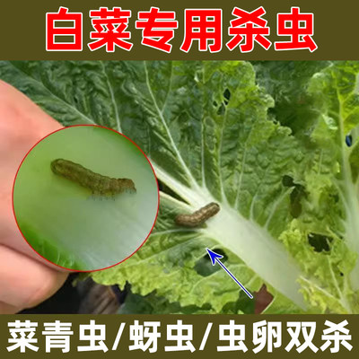 白菜专用药黄甲菜蛾通杀