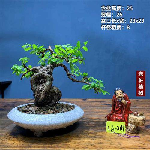 速发坨老榔榆榆树老桩矮霸榆树叶桩坨小一物一拍榆树盆景种好带盆,鲜花速递/花卉仿真/绿植园艺,造型盆景,淘宝优惠券,粉丝福利购,淘宝优惠卷