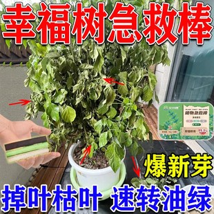 速发幸福树专液肥料营养急用救幸福树叶子干枯落叶黄叶病药植物活