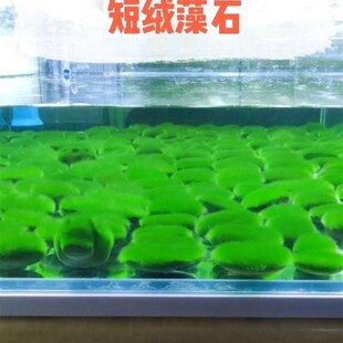 速发短绒藻长绒藻绿藻种藻石藻球绿藻种草藻鱼缸绿藻绿苔水大猴圣