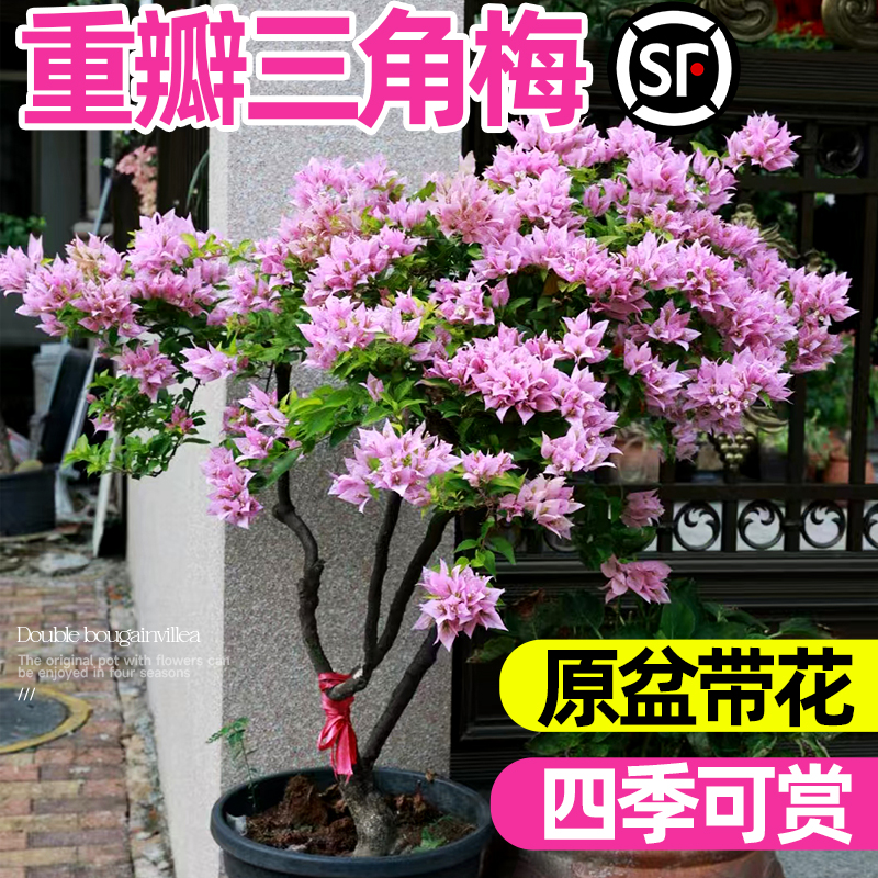 速发三角季盆栽红花绿樱带樱垂丝老桩特大苗台爬藤重瓣四梅开花绿