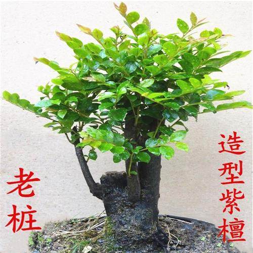 小叶紫檀盆景树桩 室内客厅盆栽老桩造型黑檀木 四季常青植物包邮,鲜花速递/花卉仿真/绿植园艺,绿植,淘宝优惠券,粉丝福利购,淘宝优惠卷