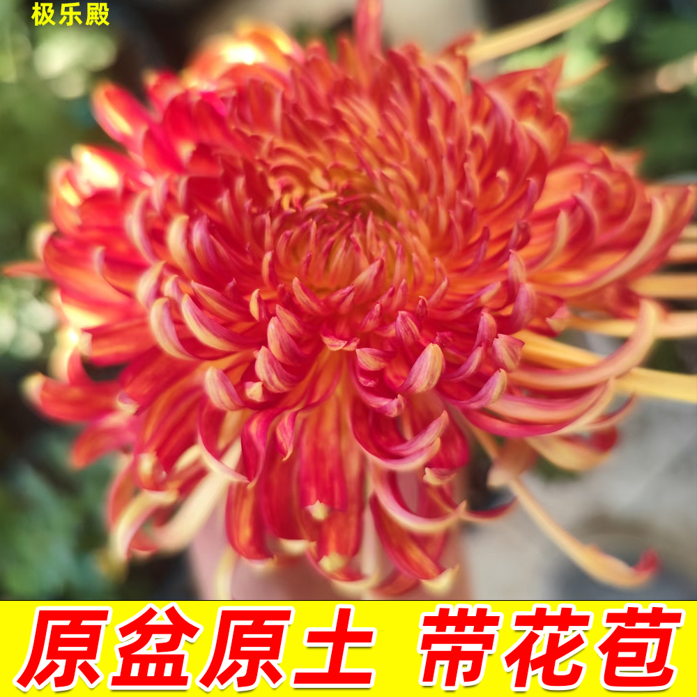 菊花盆栽【极乐殿】9月菊大花型好养耐寒花卉庭院阳台