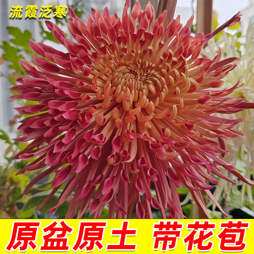 菊花盆栽【流霞泛寒】9月菊大花型好养耐寒花卉庭院阳台