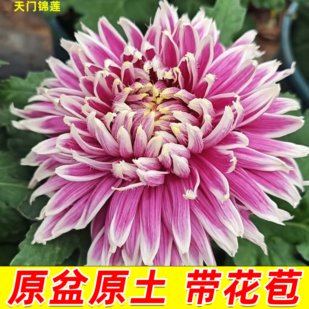 菊花盆栽【天门锦莲】9月菊大花型好养耐寒花卉庭院阳台