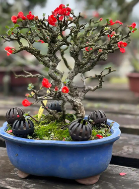 【一物一拍】长寿梅、八重咲、石榴盆景、梅花、迎春花、卫茅