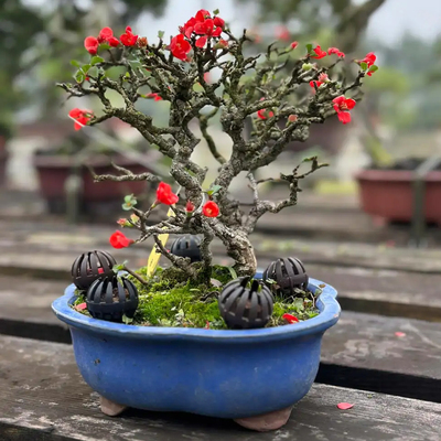 【直播间一物一拍】自行选择