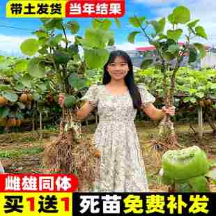 猕猴桃树果苗软枣公母同株红心当年结果徐香嫁接苗翠香爬藤耐寒苗