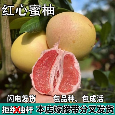 红心蜜柚苗树南北方庭院带土特大果树苗盆栽嫁接柚子树苗当年结果
