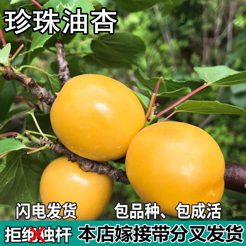 珍珠油杏树苗南北方地栽种植特大嫁接杏子果树苗盆栽树苗当年结果