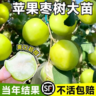 枣树活苗特大冬枣嫁接树苗沾化冬枣三代大枣超甜奶枣苹果水果青枣