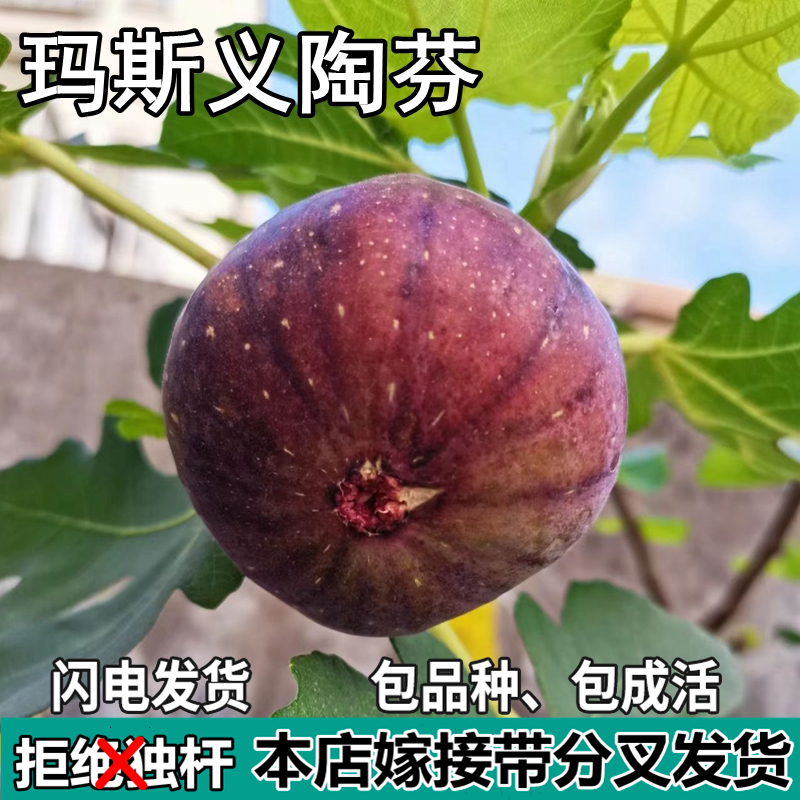 玛斯义陶芬无花果树苗南北方庭院地栽盆栽种植特大嫁接苗当年结果