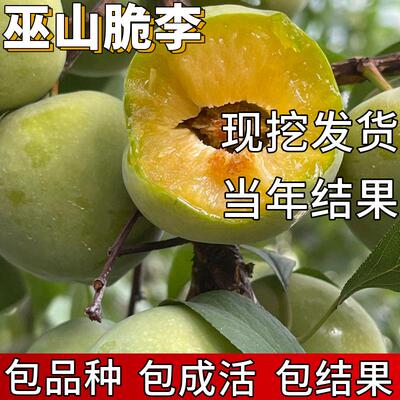 巫山脆李子树苗南北方庭