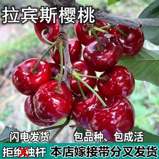 拉宾斯甜樱桃树苗南北方地栽矮化特大嫁接车厘子树苗盆栽当年结果