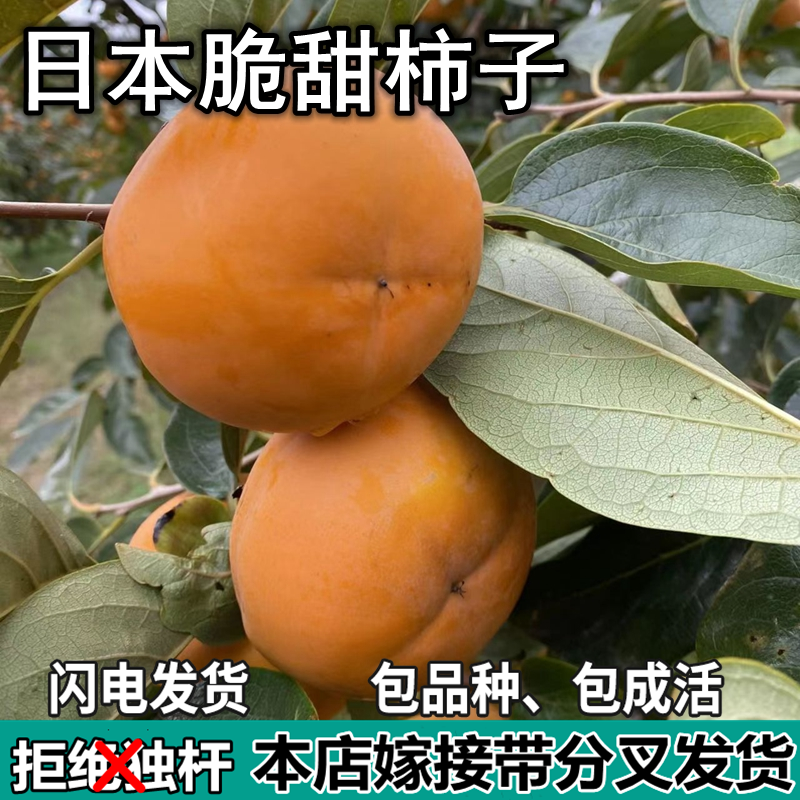 日本甜脆柿子树苗南北方庭院地栽盆栽种植特大嫁接果树苗当年结果