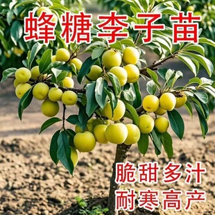 蜂糖李子树苗嫁接特大晚熟脱骨青脆李子果树苗南北方种三华李树苗