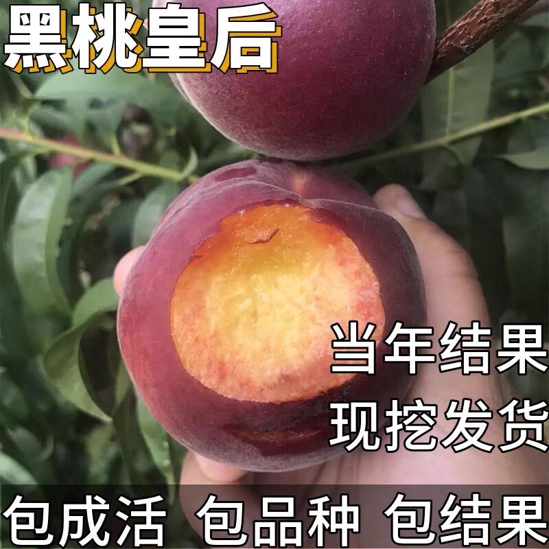 黑桃皇后果苗南北方耐寒特大桃树苗盆栽嫁接矮化晚熟桃子当年结果