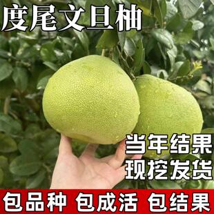 度尾文旦柚子树苗南北方种植庭院耐寒蜜柚大树盆栽嫁接当年结果