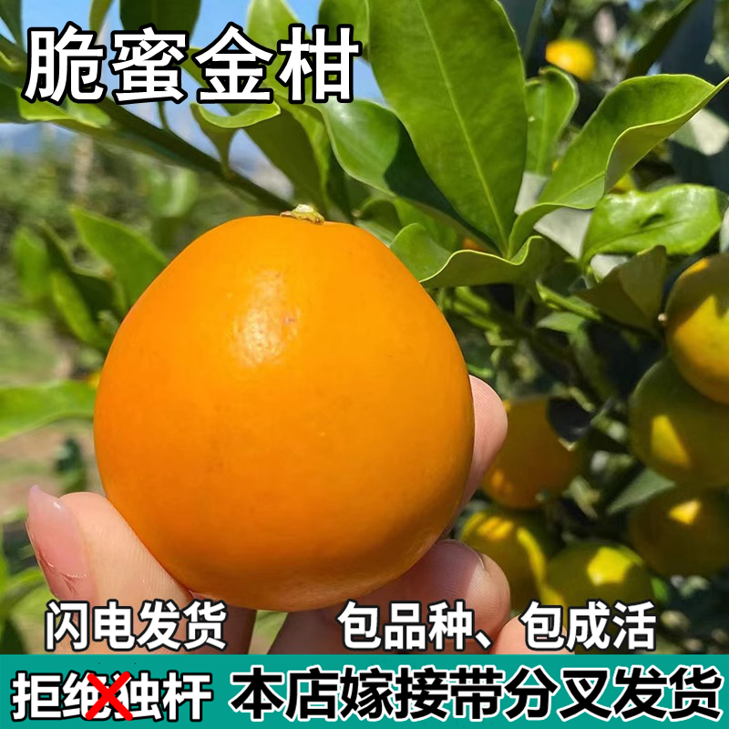 脆蜜金柑苗南北方室内嫁接融安脆蜜金桔金橘树苗地栽盆栽当年结果