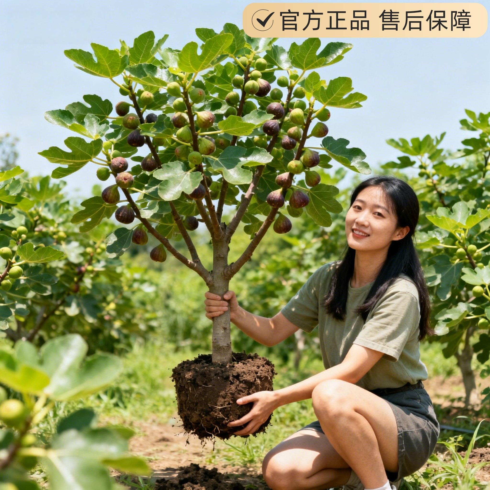无花果树果苗金傲芬格莱