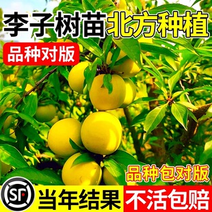 李子树苗北方种植蜂糖李嫁接特大脱骨青脆果树南北方种三华李树苗