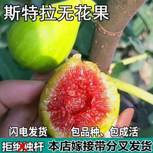 斯特拉无花果树苗南北方庭院地栽盆栽种植特大嫁接果树苗当年结果
