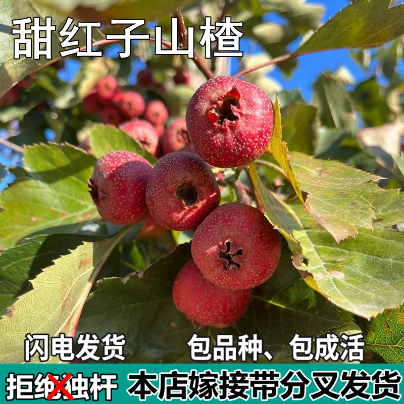 甜红子山楂树活苗南北方庭院地栽种植特大果嫁接树苗盆栽当年结果
