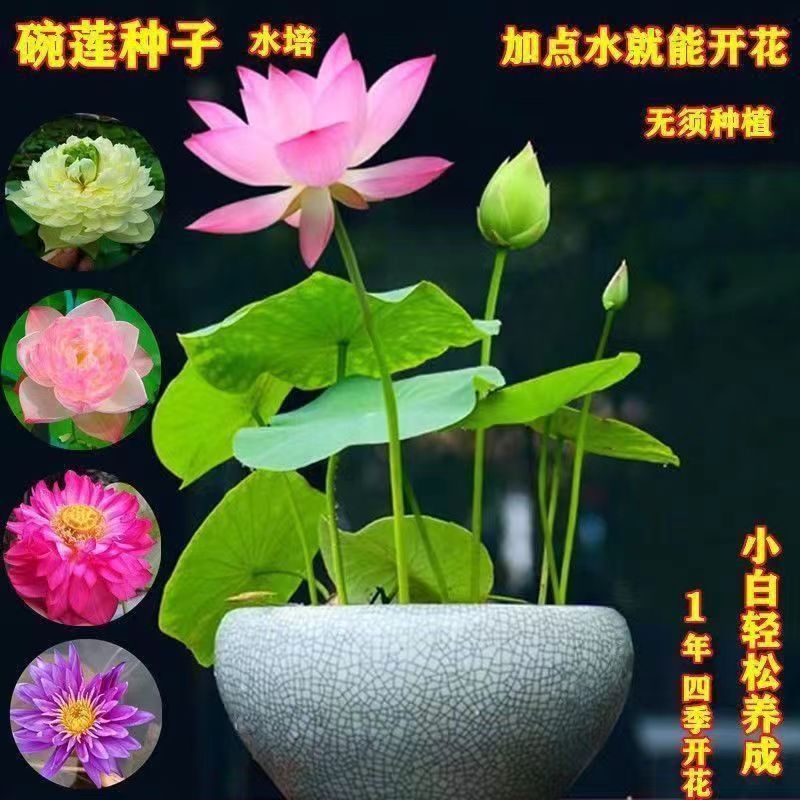 【10粒装】迷你手工播种碗莲种子睡莲四季开花无土水培