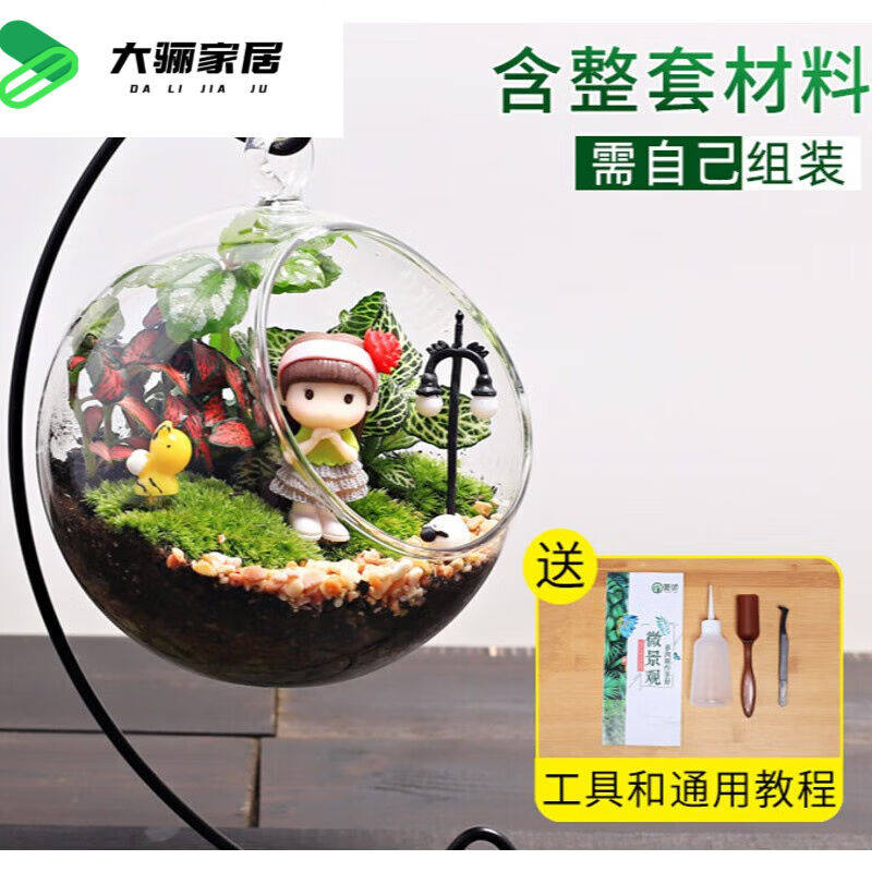 玻璃微景观创意植物迷你盆栽多肉肉DIY材料包生日礼物苔藓生态瓶