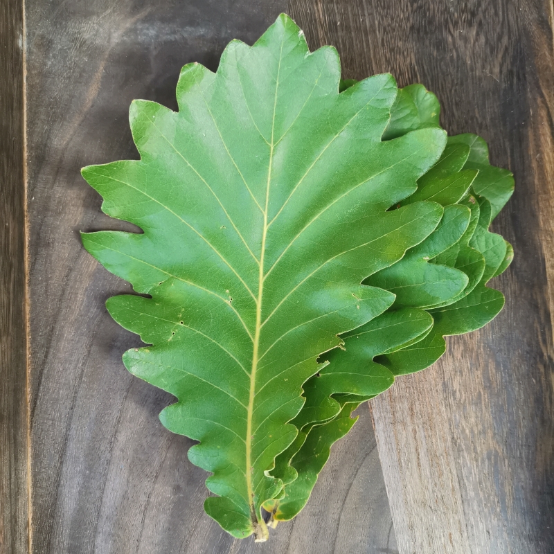 2024年新鲜粽叶桲椤叶新鲜干胡叶菠萝叶桲椤叶100张片全国包邮